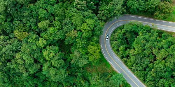 Green road through forest