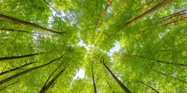 Green forest canopy